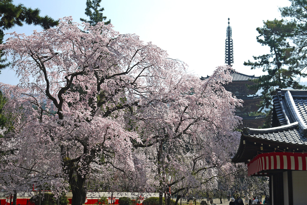 京都の春は桜 その桜の名所・見どころ紹介