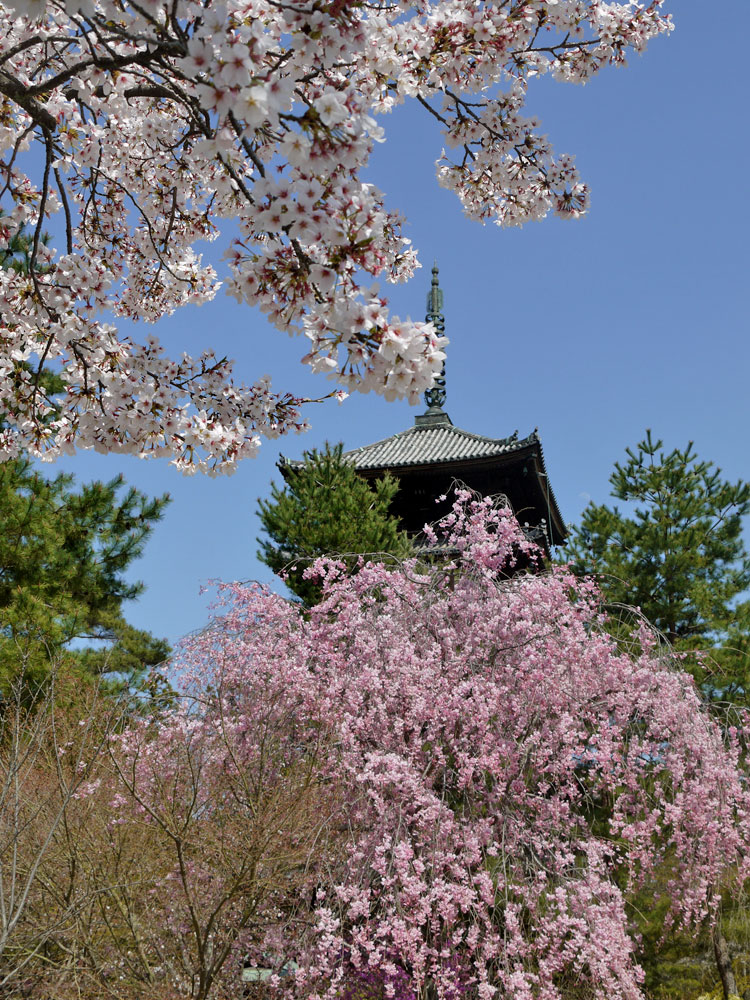 京都の世界文化遺産めぐり 全17スポット古都京都の文化財紹介